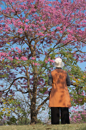 Woman in white hat standing under pink flowering tree, back view, sunny day, clear blue sky, natural...