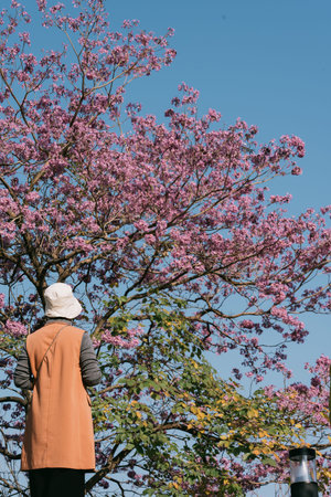 Person in orange vest standing under pink flowering tree against clear blue sky, viewed from behind,...