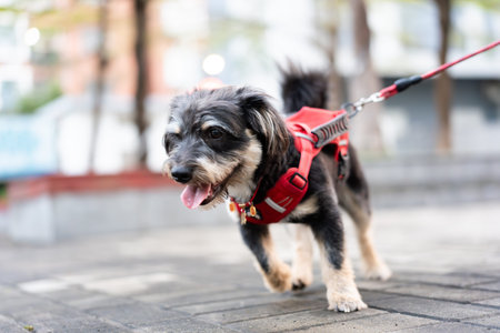Small mixed breed dog wearing red harness walking on sidewalk in urban city