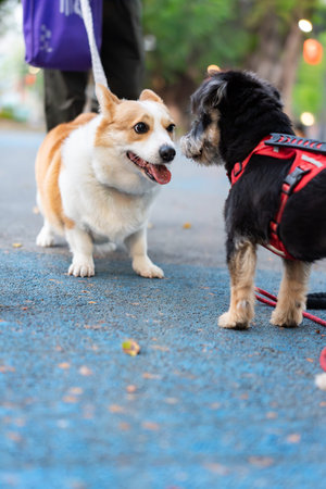Corgi and Terrier Dogs Interacting on Blue Path in Urban Park, Shanghai China