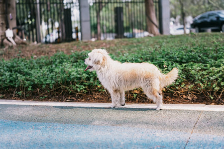 White fluffy dog walking on blue path in park, urban outdoor scene, likely Shanghai or similar