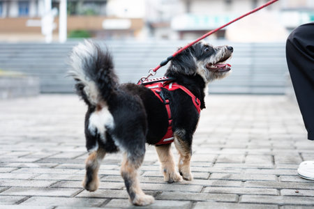 Black and White Dog in Harness Walking on Street with Owner in Urban Cityの写真素材