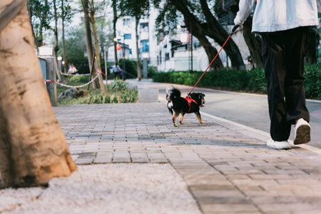 Person walking a small black and white dog on leash along paved sidewalk in urban park area, likely