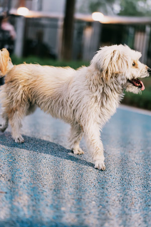 White fluffy dog walking on pavement in urban setting