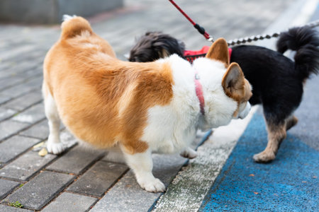 Corgi and Black Dog on Leash Walking on City Sidewalk
