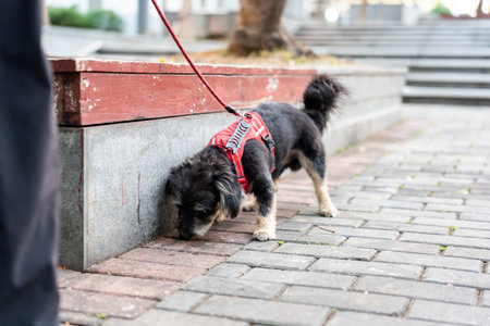 Black and white dog in red harness sniffing pavement near stone bench in urban city streetの写真素材