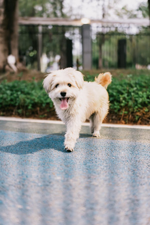 White Maltese dog walking on blue path in park