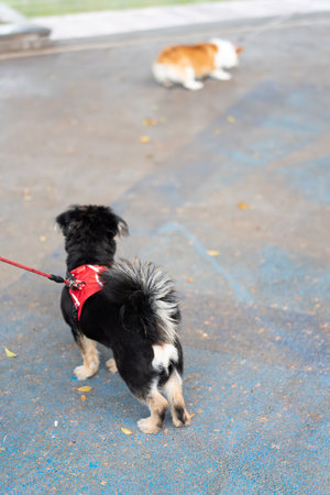 Black and white dog on red harness walking on blue pavement with another dog in background, urban