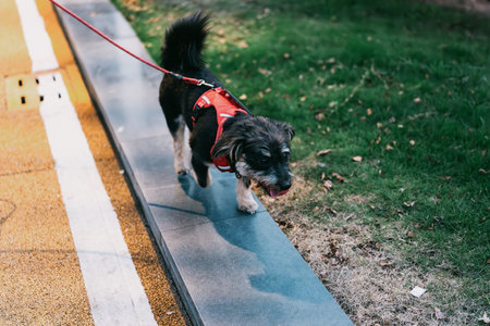 Small black and white dog wearing red harness walking on concrete path beside grass in urban park,