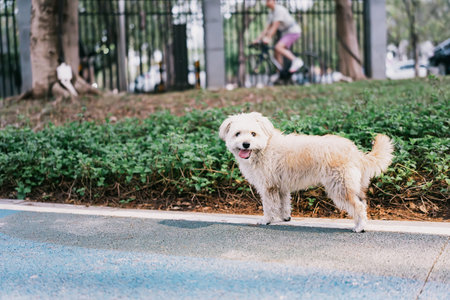 White fluffy dog standing on sidewalk in park near green bushes with cyclist in background, urbanの写真素材