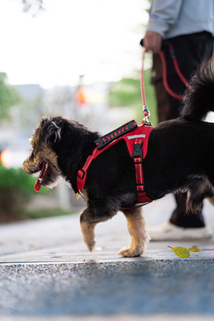 Black and tan terrier wearing red harness walking on sidewalk with owner in urban city