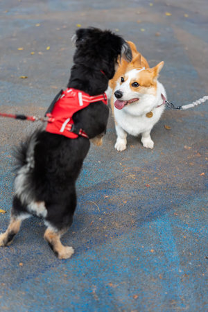 Two Corgis Interacting on Blue Pavement â One Wearing Red Harness in Urban Settingの写真素材