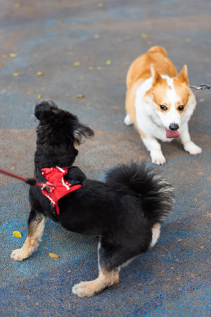 Two Dogs Playing Outside â€” Black Chihuahua in Red Harness Facing Corgi on Blue Pavement in...