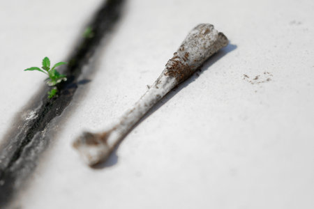 Weathered Animal Bone Lying on Concrete Surface with Small Green Plant Growing Nearby