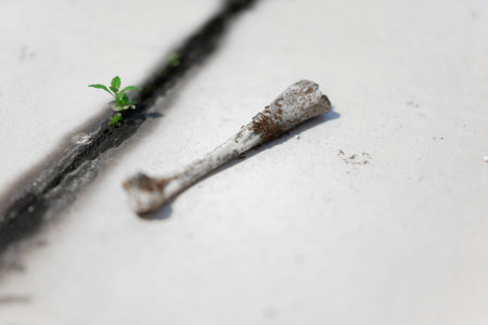 A weathered bone lies on cracked concrete with a tiny green sprout emerging beside it, symbolizing