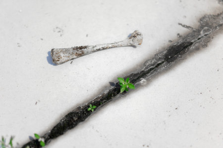 A small bone rests beside a cracked concrete surface where green weeds sprout through the fissure