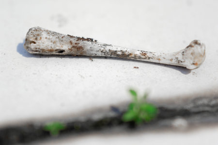Weathered Animal Bone Lies on Concrete Surface with Small Green Sprouts Nearby