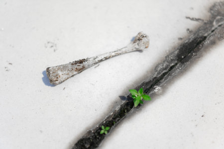 A weathered bone lies beside a cracked concrete surface with small green plants sprouting through