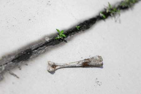 Cracked Concrete with Small Green Plants Sprouting and a Weathered Bone Fragment Nearby