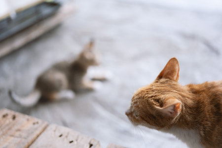 Orange Tabby Cat and Kitten Playing on Concrete Floor Near Wooden Plank