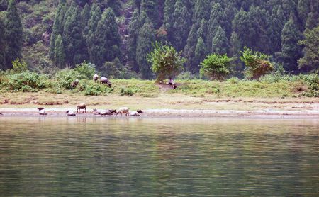 Bull and water   guilingの写真素材