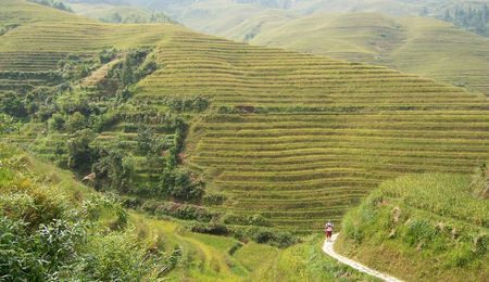 Field   guilingの写真素材