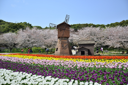 Flowers in full bloom at the Mountain Scenic Area, Suzhou, China.のeditorial素材