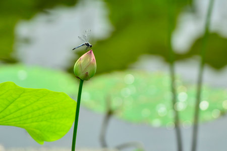 Dragonfly on the lotus bud in the Yangcheng Lake Peninsula at Suzhou, China.