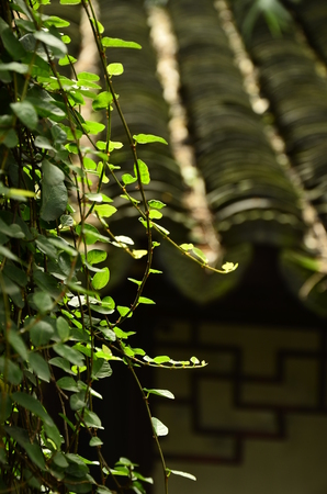 Close up of green plantの写真素材