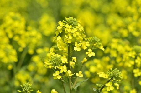 canola flowers in full bloomの写真素材