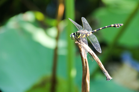 Dragonflyの写真素材
