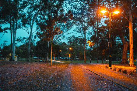 heavily covered road with jacaranda