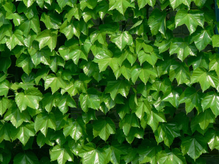 Parthenocissus, many Chinese a kind of climbing in the rocks, trees, walls and the mountains on a...