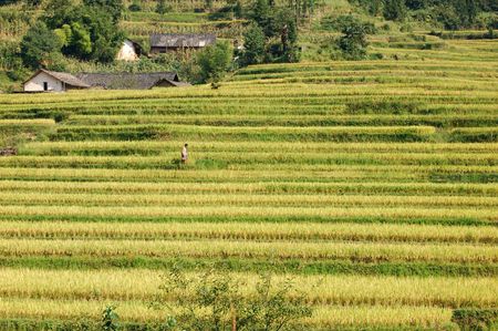 golden fieldsの写真素材