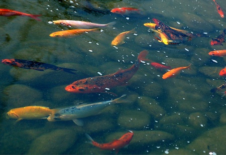 Fish pondの写真素材
