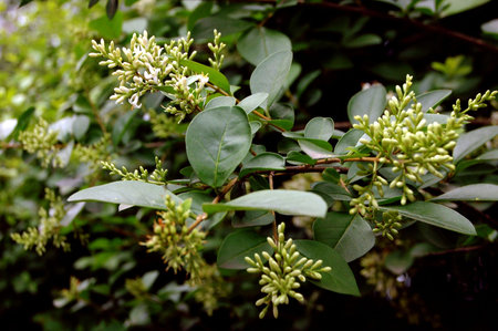 Tuberoseの写真素材