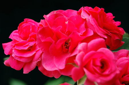 Chinese roseの写真素材