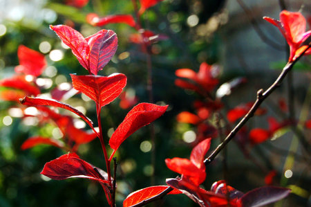 red leaves