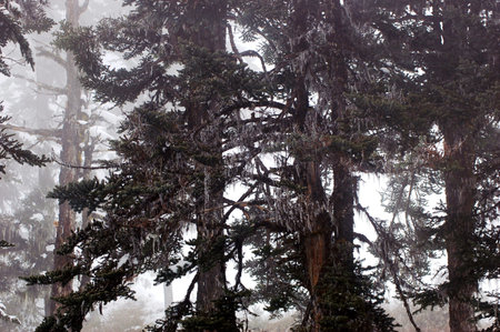 Hailuogou scenery