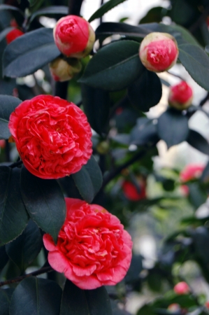 Camelliaの写真素材