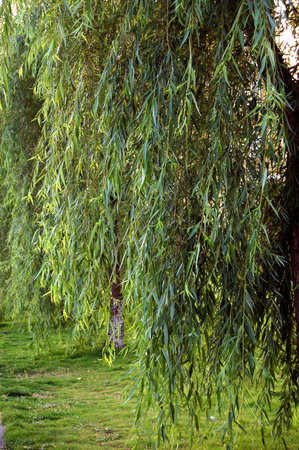 The willow tree