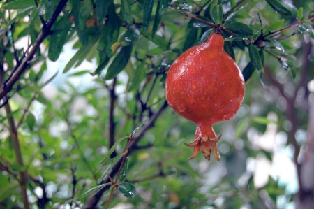 Pomegranate fruitの写真素材