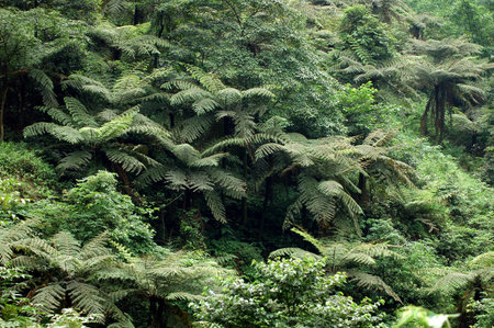 Sichuan forest