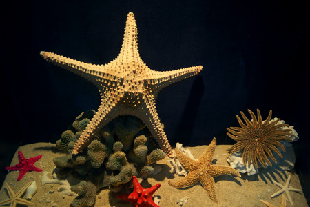 starfishのeditorial素材