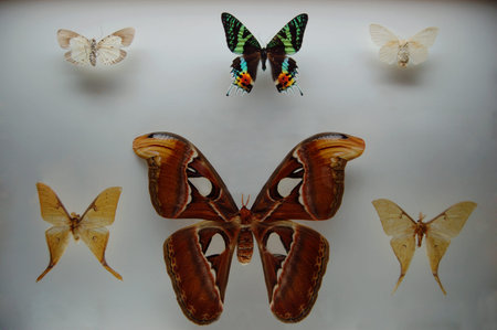 mothのeditorial素材