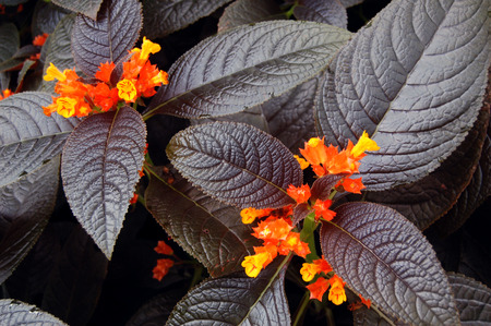 Tropical plantsの写真素材