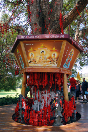 Wish treeのeditorial素材