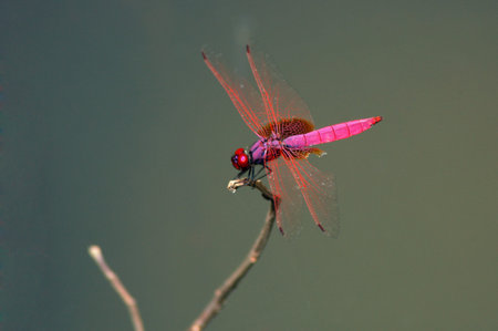 dragonfly