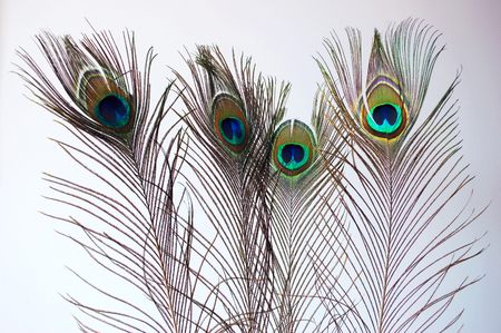 peacock featherの写真素材