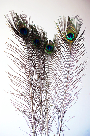 peacock featherの写真素材